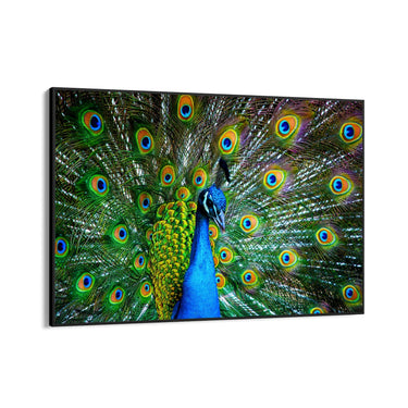 Quadro Stampa su Tela Sinfonia di piume - CupidoDesign