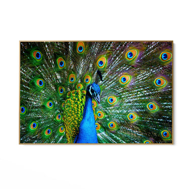 Quadro Stampa su Tela Sinfonia di piume - CupidoDesign