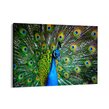 Quadro Stampa su Tela Sinfonia di piume - CupidoDesign