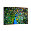 Quadro Stampa su Tela Sinfonia di piume - CupidoDesign
