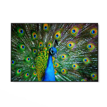 Quadro Stampa su Tela Sinfonia di piume - CupidoDesign