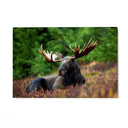 Quadro Stampa su Tela Corna Maestose - CupidoDesign