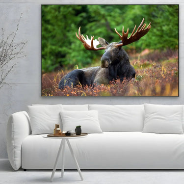 Quadro Stampa su Tela Corna Maestose - CupidoDesign