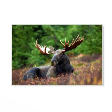 Quadro Stampa su Tela Corna Maestose - CupidoDesign