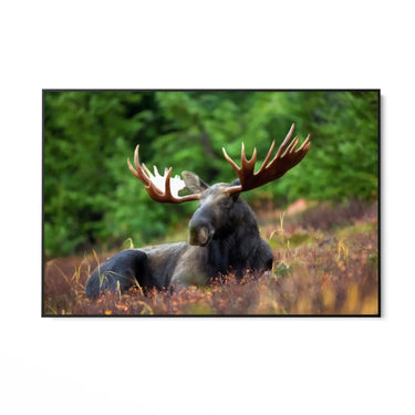 Quadro Stampa su Tela Corna Maestose - CupidoDesign