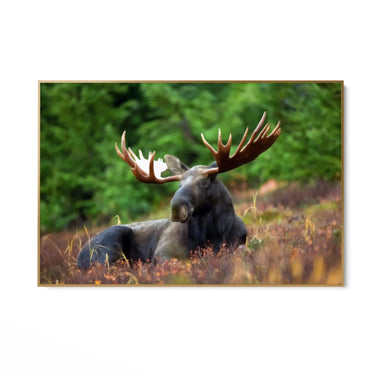 Quadro Stampa su Tela Corna Maestose - CupidoDesign