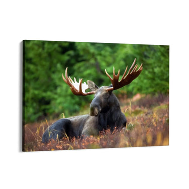 Quadro Stampa su Tela Corna Maestose - CupidoDesign