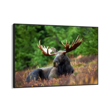 Quadro Stampa su Tela Corna Maestose - CupidoDesign