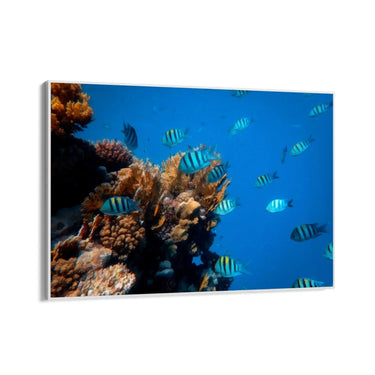 Quadro Stampa su Tela Incontro Corallino - CupidoDesign