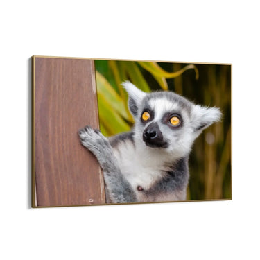 Quadro Stampa su Tela Occhi Curiosi - CupidoDesign