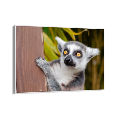 Quadro Stampa su Tela Occhi Curiosi - CupidoDesign