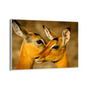 Quadro Stampa su Tela Oltre la Savana - CupidoDesign