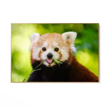 Quadro Stampa su Tela Orecchie Curiose - CupidoDesign