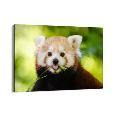 Quadro Stampa su Tela Orecchie Curiose - CupidoDesign