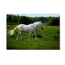 Quadro Stampa su Tela Risonanze Equestri - CupidoDesign