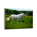 Quadro Stampa su Tela Risonanze Equestri - CupidoDesign