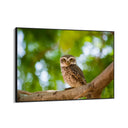 Quadro Stampa su Tela Sogno Alato - CupidoDesign