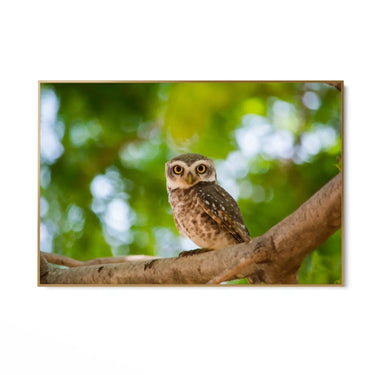 Quadro Stampa su Tela Sogno Alato - CupidoDesign