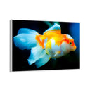 Quadro Stampa su Tela Sogno Sommerso - CupidoDesign