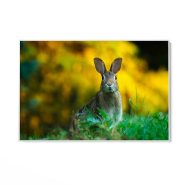 Quadro Stampa su Tela Sovrano dei Prati - CupidoDesign