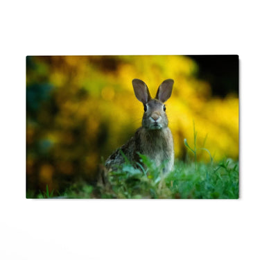 Quadro Stampa su Tela Sovrano dei Prati - CupidoDesign