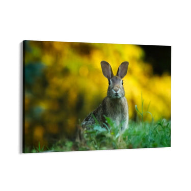 Quadro Stampa su Tela Sovrano dei Prati - CupidoDesign