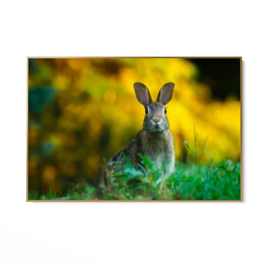 Quadro Stampa su Tela Sovrano dei Prati - CupidoDesign