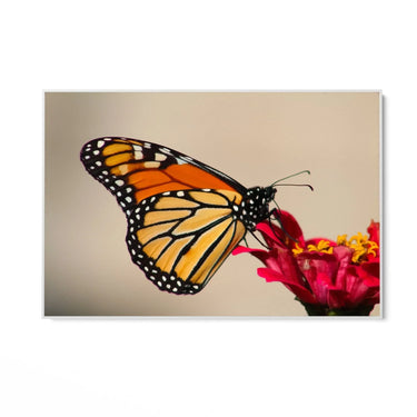 Quadro Stampa su Tela Spirito Alato - CupidoDesign