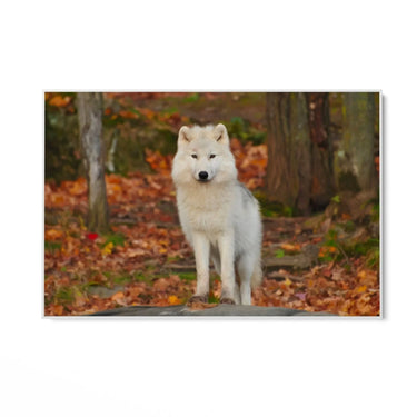 Quadro Stampa su Tela Sussurri nella Tundra - CupidoDesign