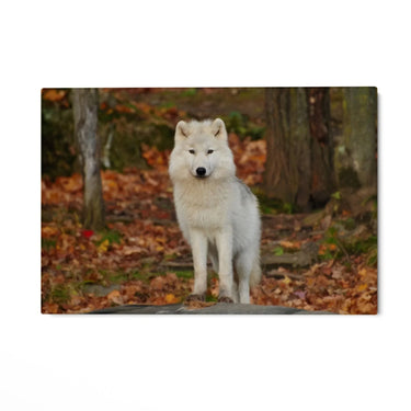 Quadro Stampa su Tela Sussurri nella Tundra - CupidoDesign