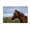 Quadro Stampa su Tela Vento nei Crini - CupidoDesign