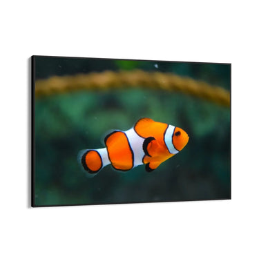 Quadro Stampa su Tela Vento tra le Pinne - CupidoDesign