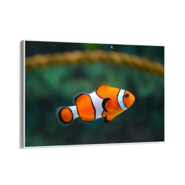 Quadro Stampa su Tela Vento tra le Pinne - CupidoDesign