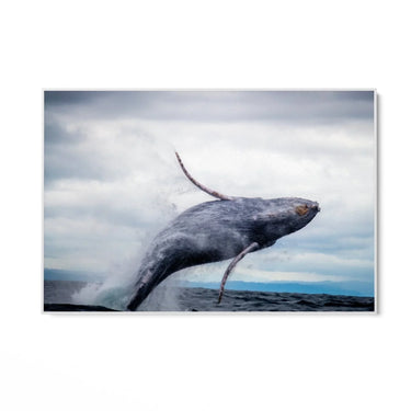Quadro Stampa su Tela Volo Marino - CupidoDesign