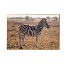 Quadro Stampa su Tela Zebra Maestosa - CupidoDesign