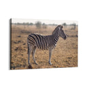 Quadro Stampa su Tela Zebra Maestosa - CupidoDesign