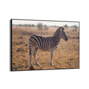 Quadro Stampa su Tela Zebra Maestosa - CupidoDesign
