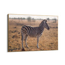 Quadro Stampa su Tela Zebra Maestosa - CupidoDesign