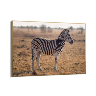 Quadro Stampa su Tela Zebra Maestosa - CupidoDesign
