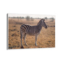 Quadro Stampa su Tela Zebra Maestosa - CupidoDesign