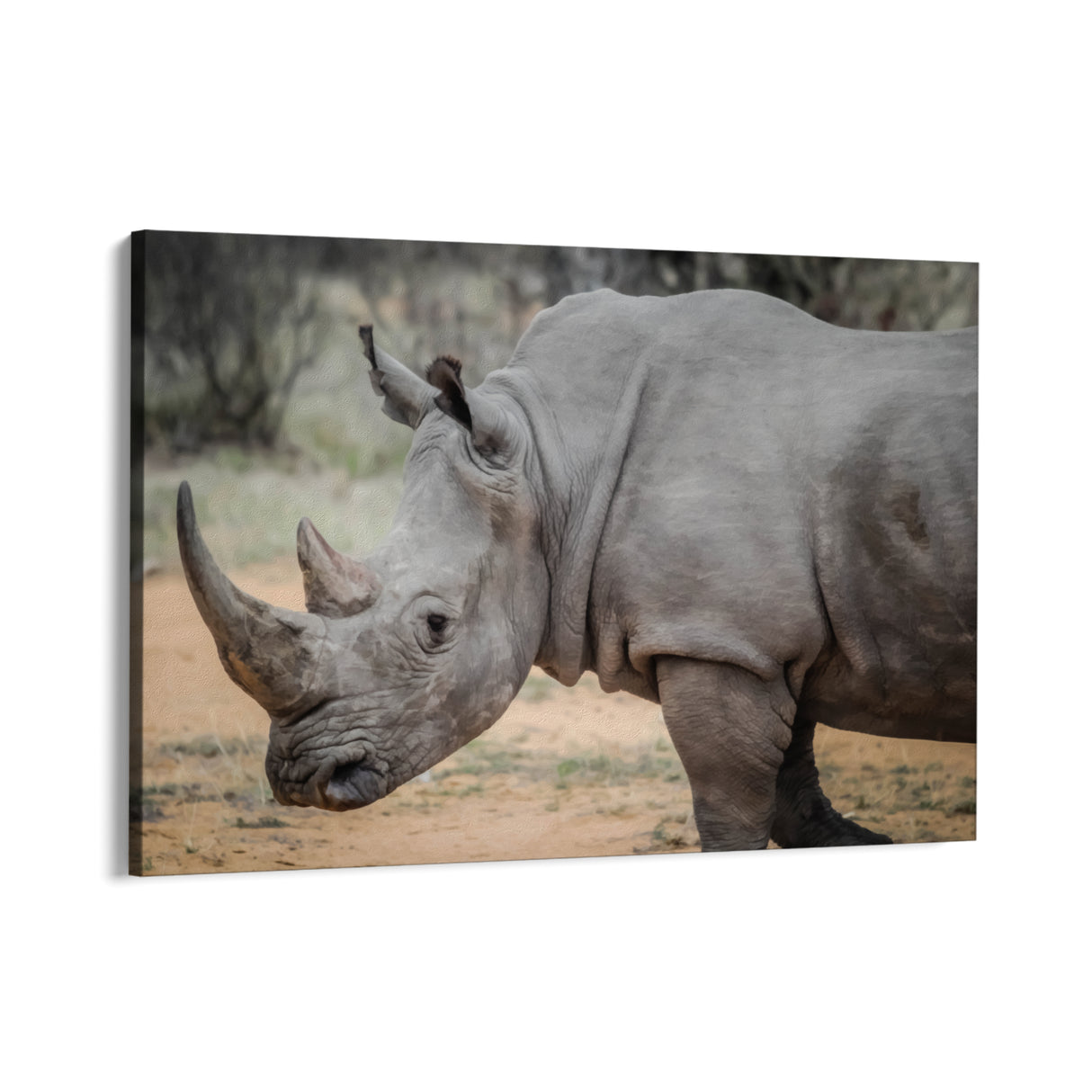 Wild Rhinoceros