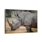 Wild Rhinoceros