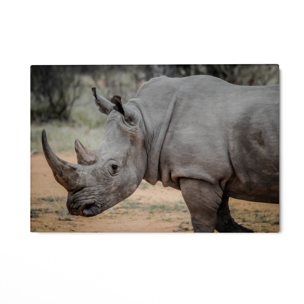 Wild Rhinoceros