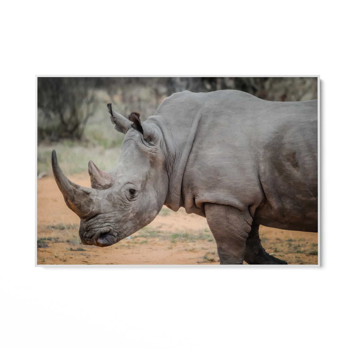 Wild Rhinoceros