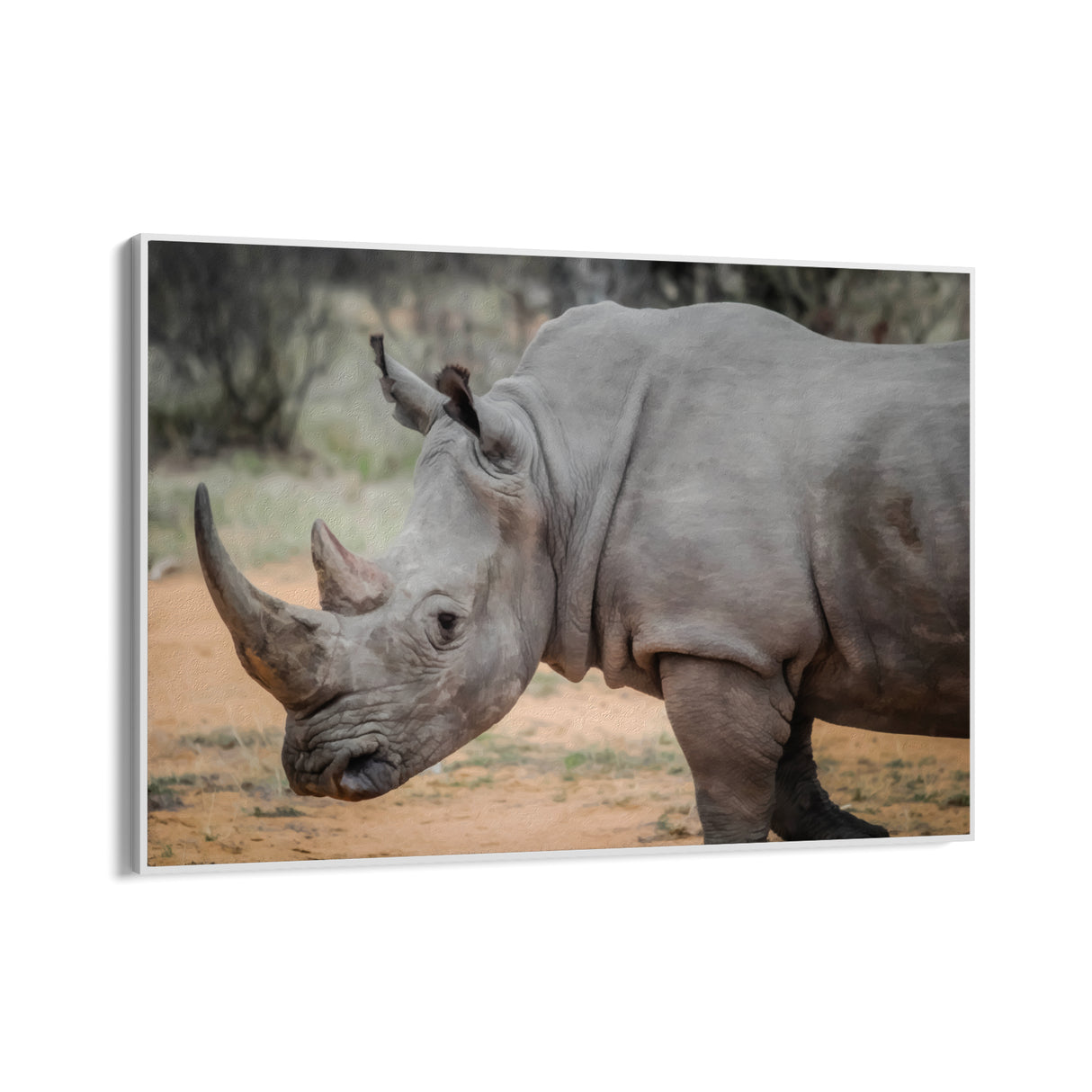 Wildes Nashorn