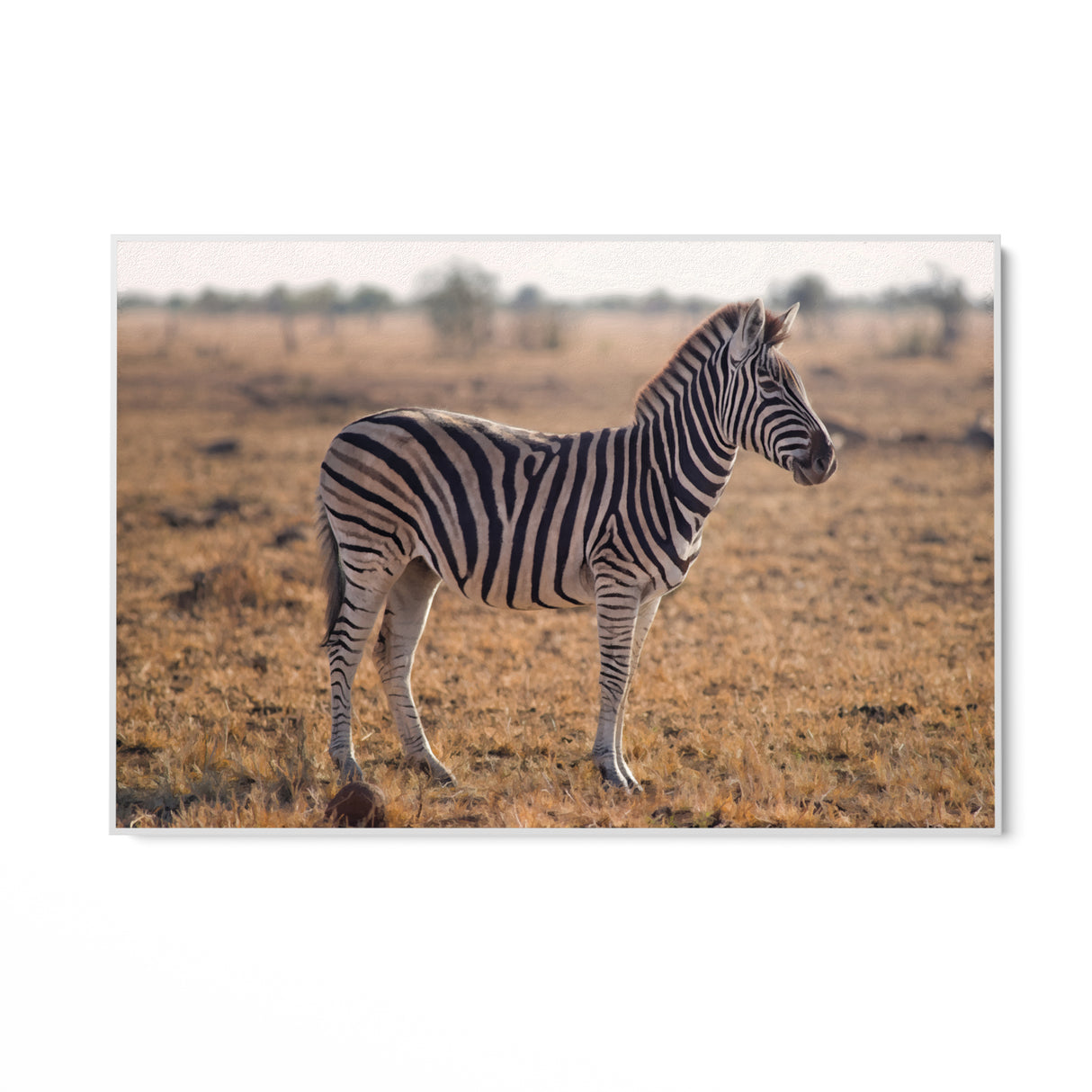 Majestátna zebra