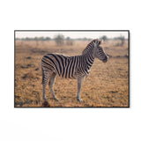 Majestátna zebra