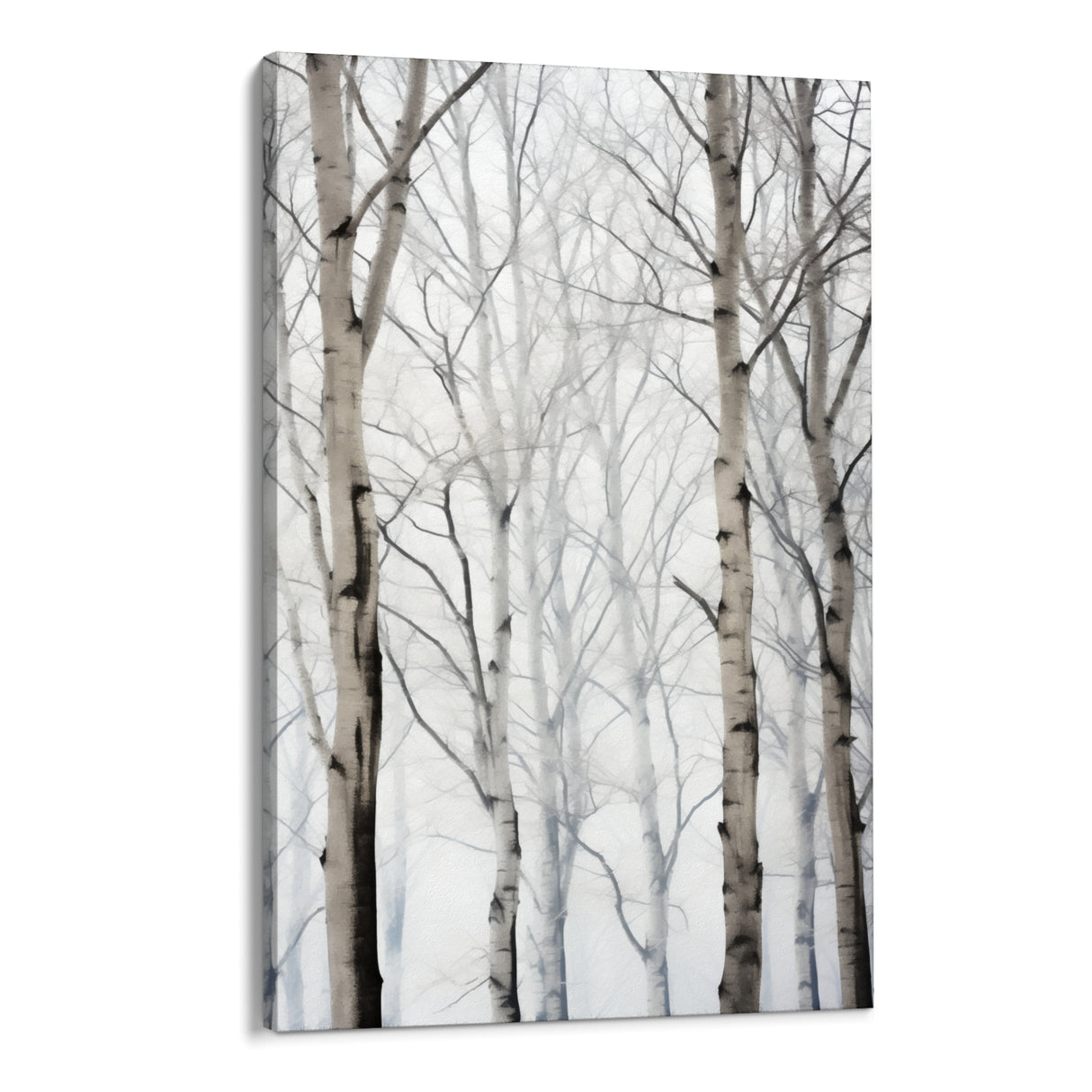 Birches in winter