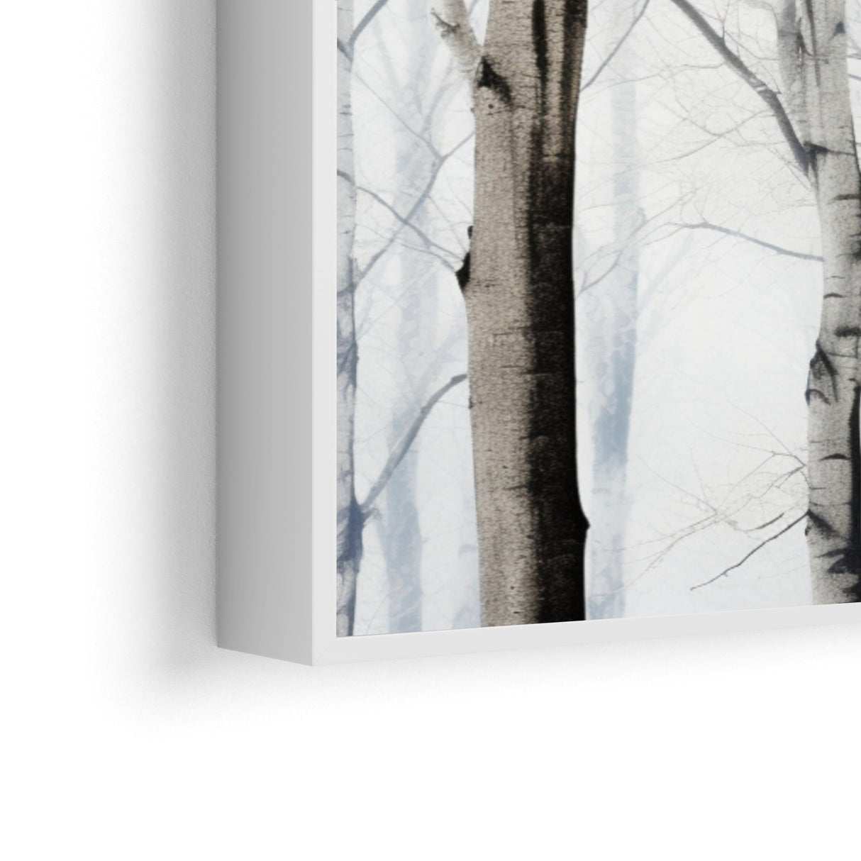 Birches in winter