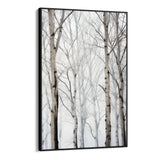 Birches in winter